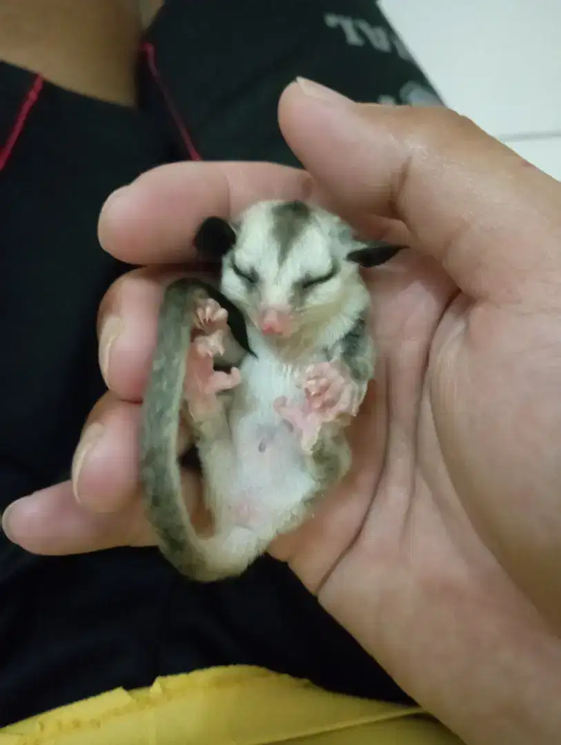 Joey Sugar Glider Wf