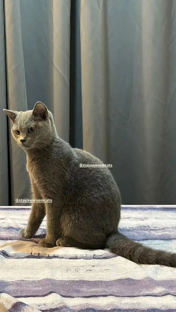 British Shorthair Blue Solid