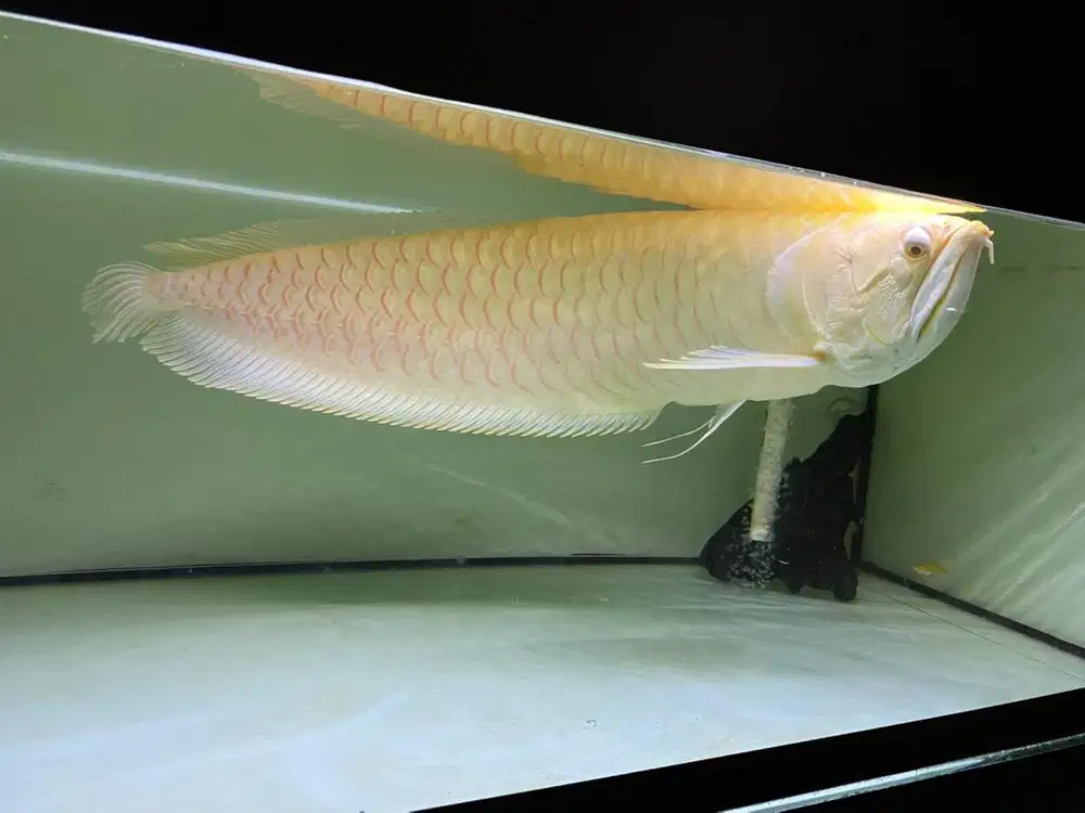 Arwana silver albino
