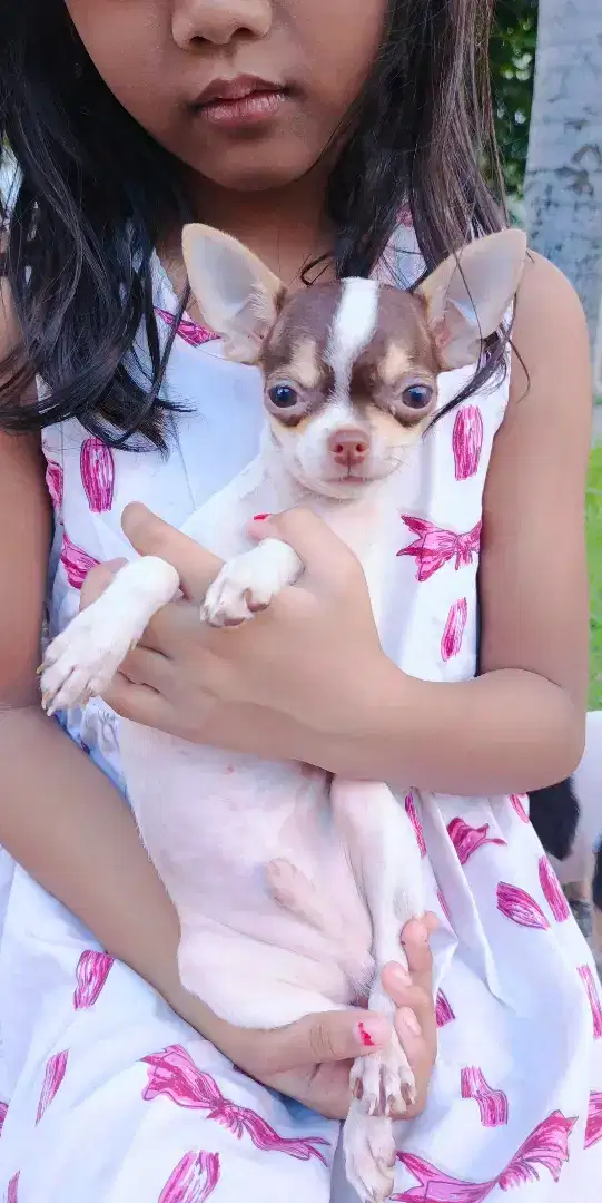 Chihuahua mini apple head