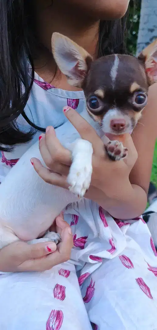 Chihuahua lucuuu