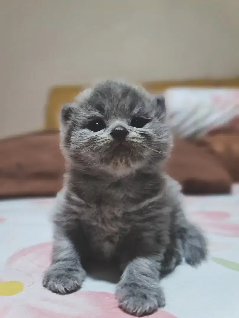 British Short Hair x Scottish Fold(Blue)