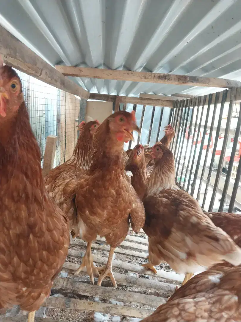 Pullet ayam petelur usia 18 minggu