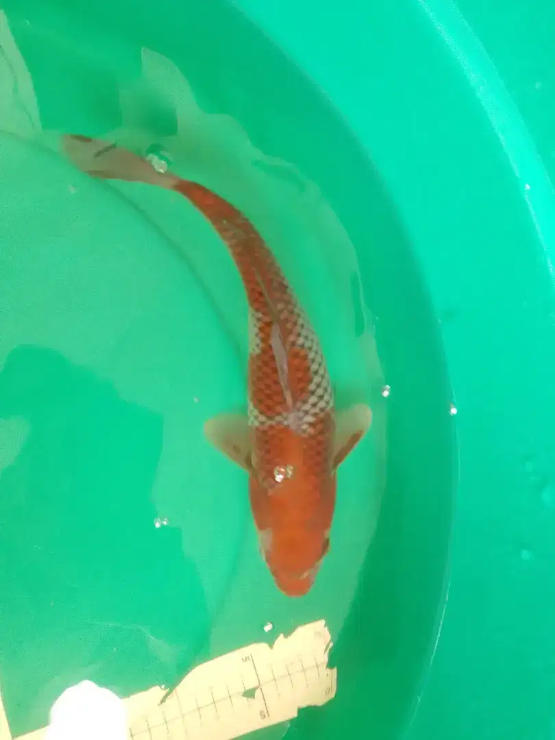 Ikan koi jenis Ochiba 34cm