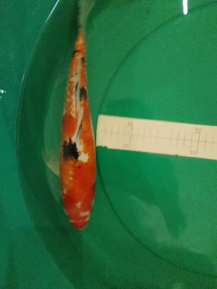 Ikan koi jenis Sanke Kanoko 38cm