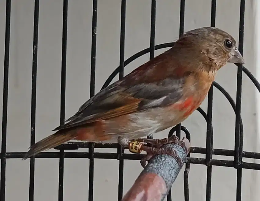 Red Siskin Dilute jantan mutasi