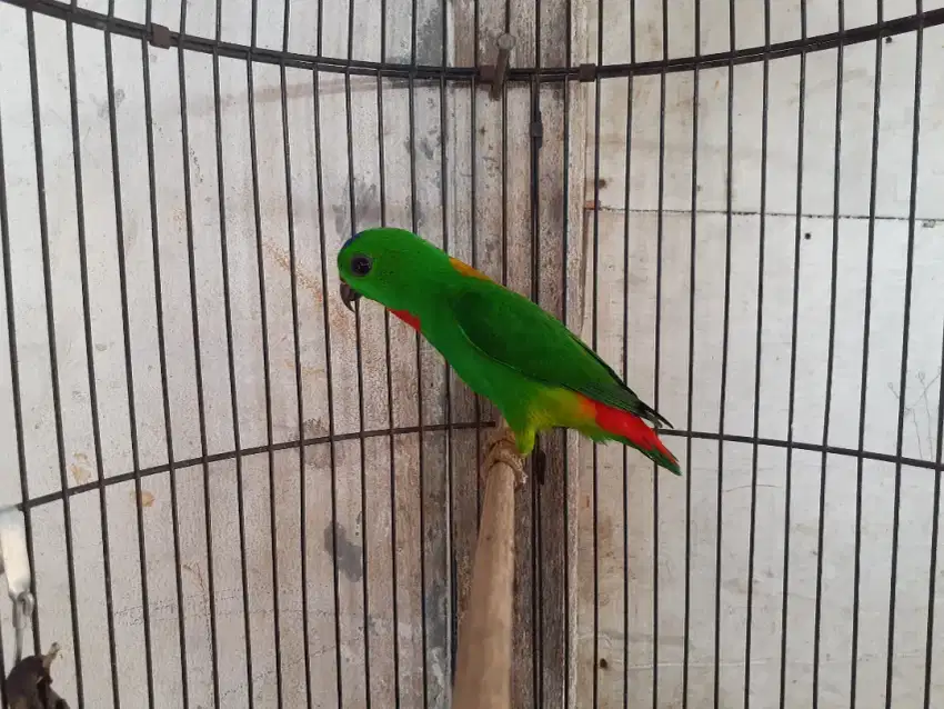 Burung lovebird ijo