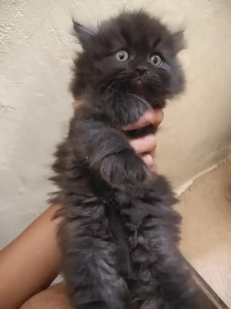 Open adopt kucing persia kitten