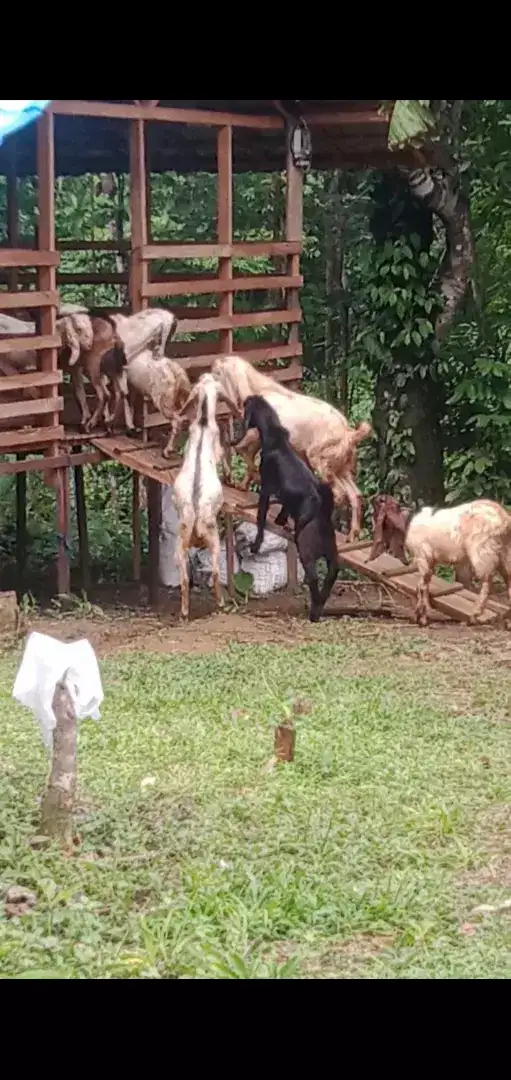 Dijual kambing sehat,gemuk lokasi karang intan Martapura