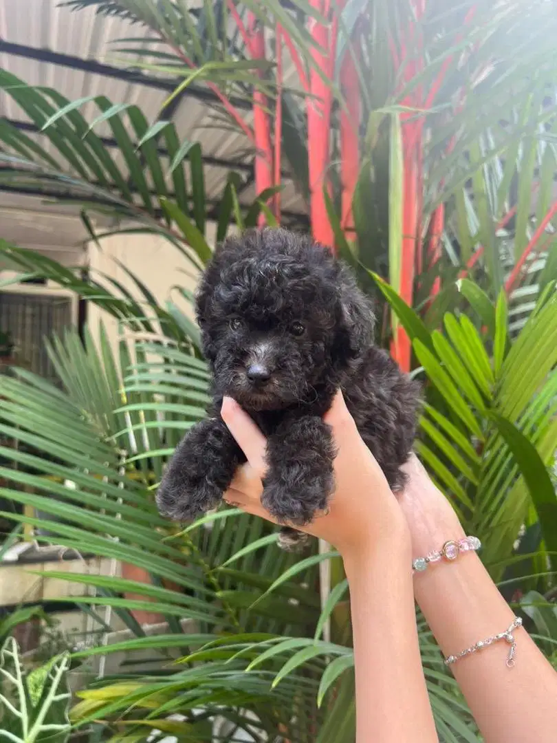 Anak Anjing mix minipom x poodle