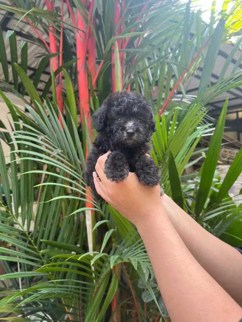 Anak anjing mix ras kecil minipom x poodle