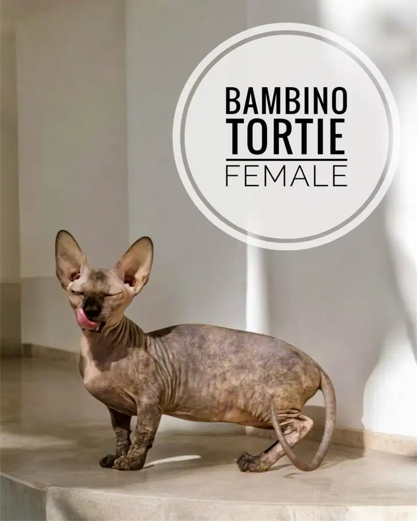 Kitten Bambino 3/4 tortie Betina / sphynx