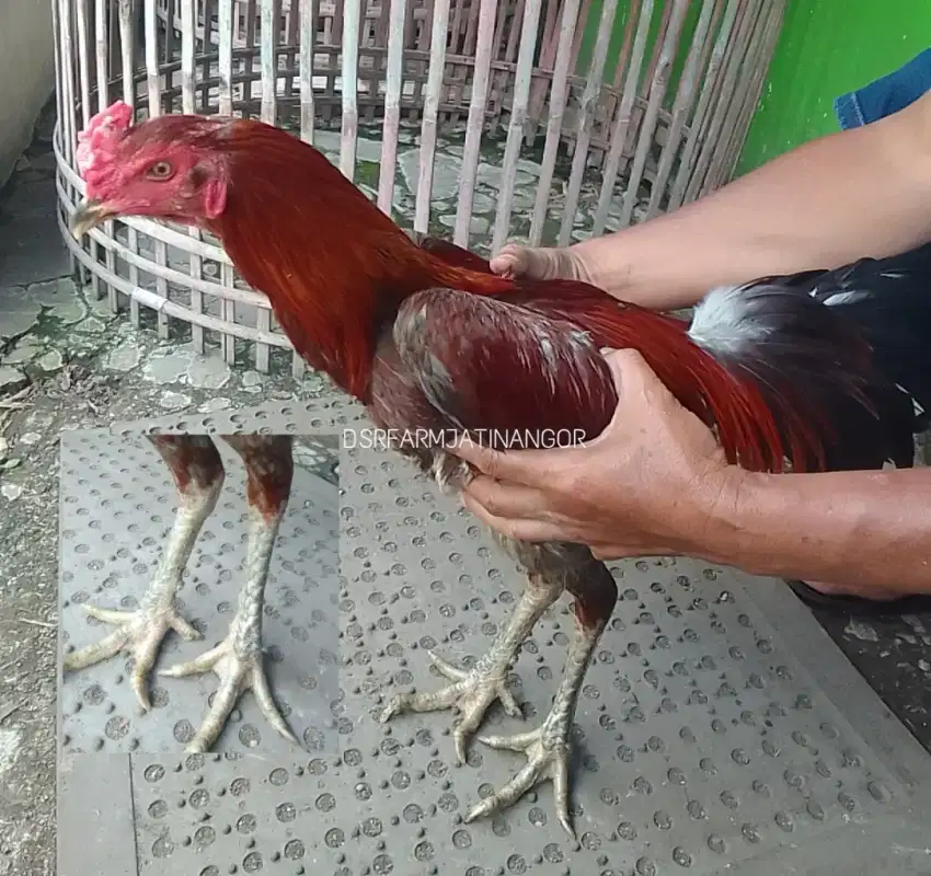 AYAM BANGKOK BIRMA UK3