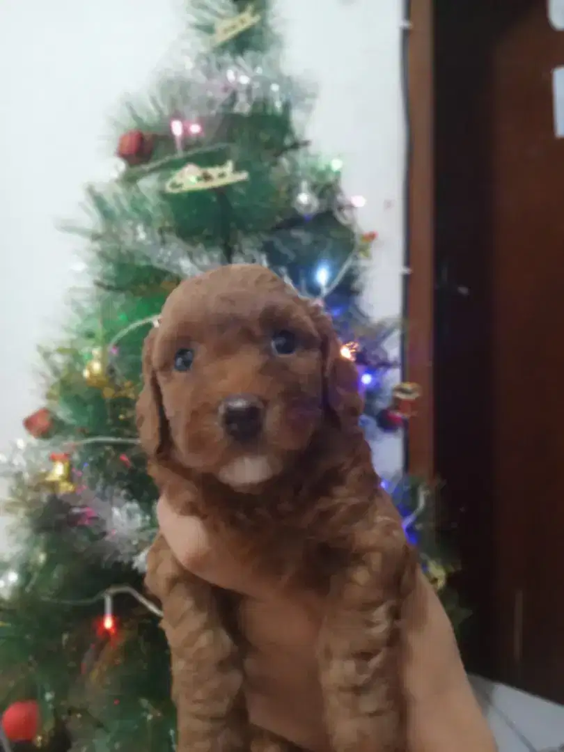 Red Toy Poodle Betina