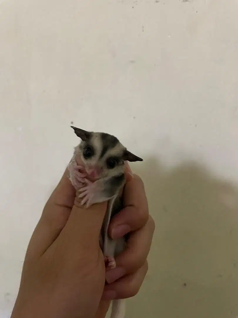 Joey sugar glider white tail