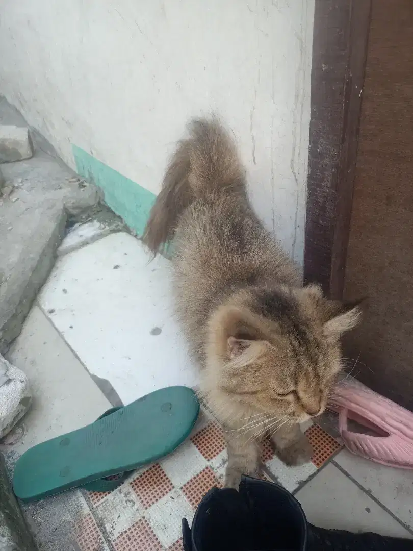 Lepas adop kucing persia betina usia 12bln sehat dan pinter ngrus anak