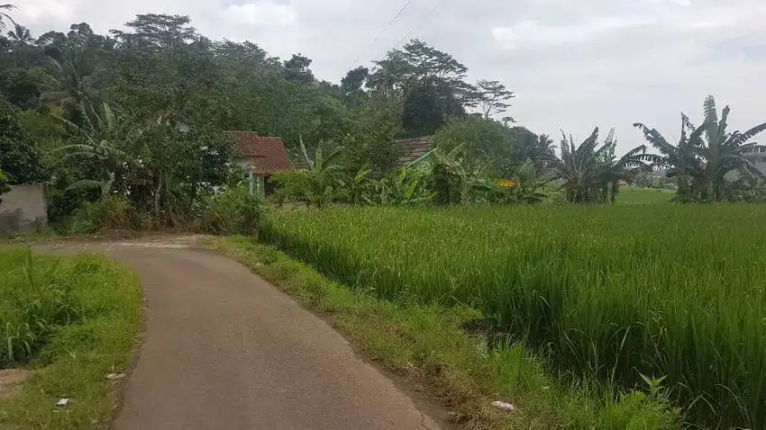 Tanah Sawah Dijual murah Di Pandeglang Banten, 3540 M2 view gunung