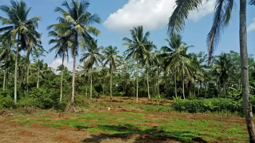 Tanah Dijual di Pandeglang Banten Mekarjaya Cocok untuk pertanian