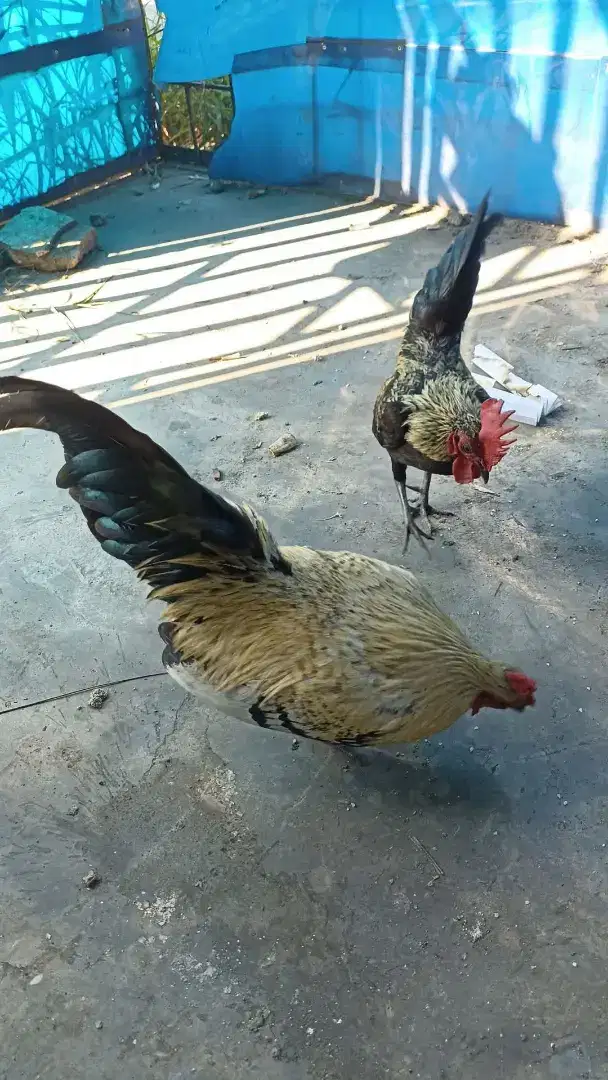 For sale ayam kate