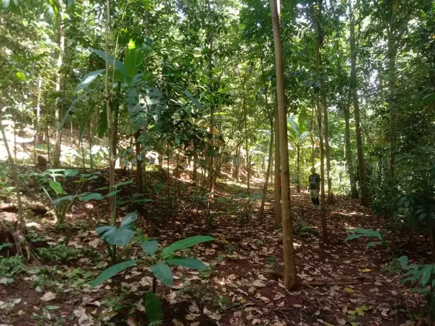 Tanah kebun Dijual murah di Pandeglang kota