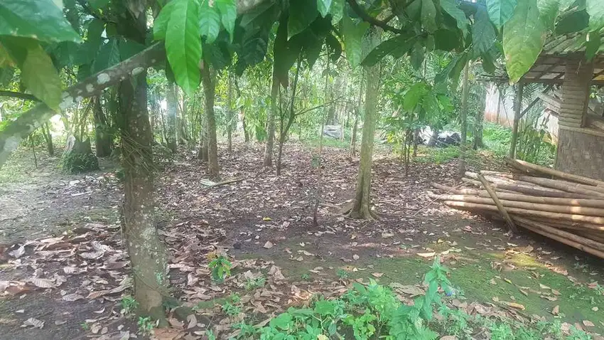 Tanah kebun Dijual di Pandeglang Banten 650 M2