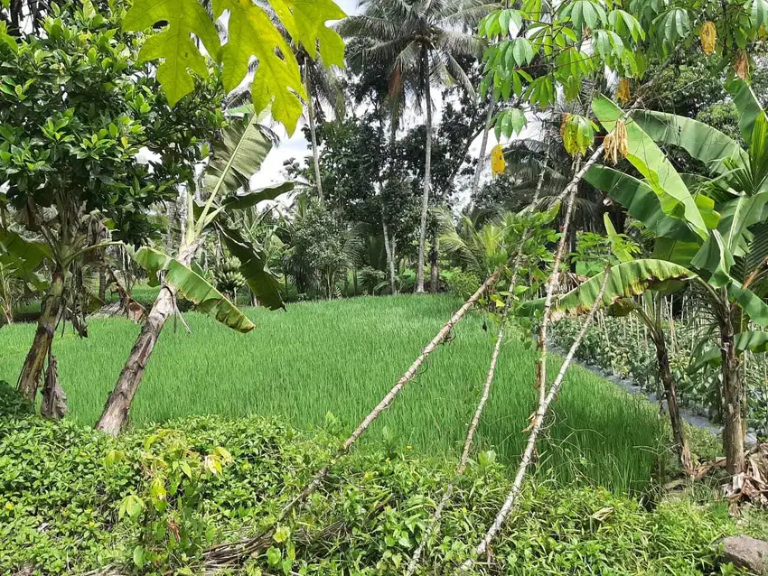 Tanah sawah 500 meter diutara kampus uii sleman