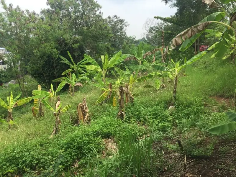 Tanah Pekarangan Jl Watulawang Gajahmungkur