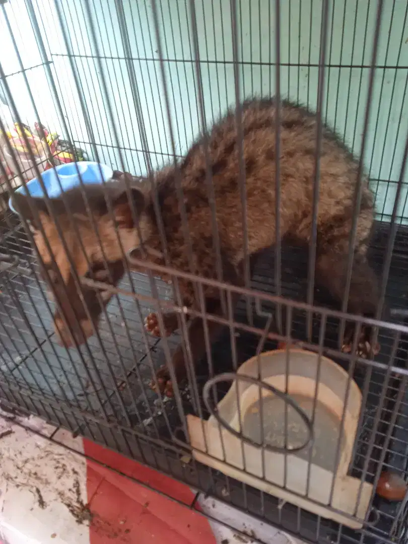 Musang pandan ukuran lumayan besar