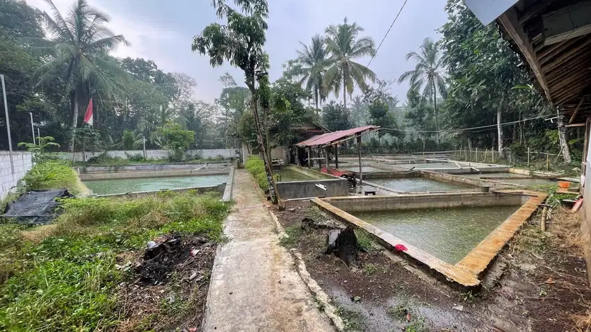 Tanah 1 Hektar di Sukaratu Majasari Pandeglang Banten