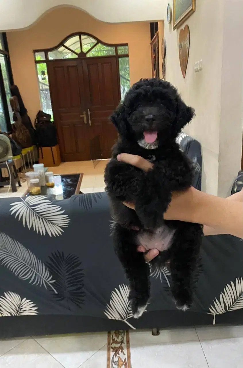 Anjing Shitzu mix Poodle