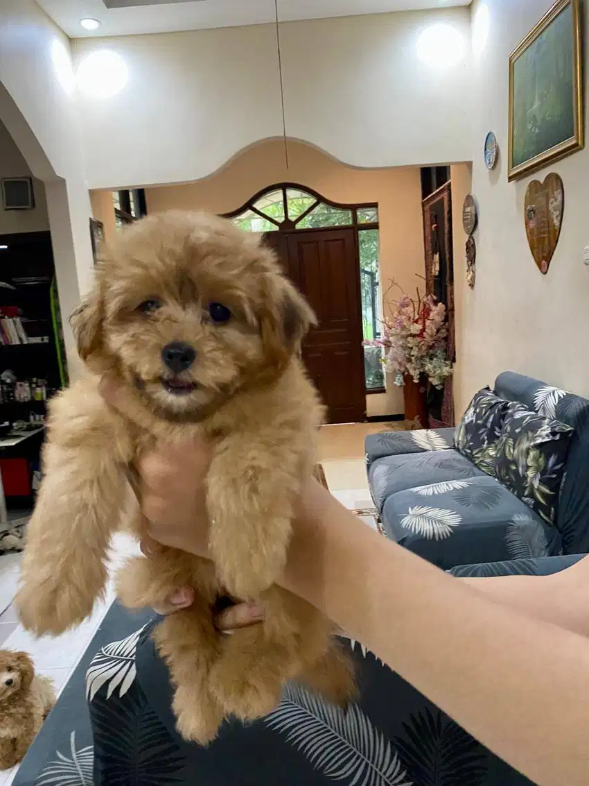 Anjing Shitzu mix Poodle