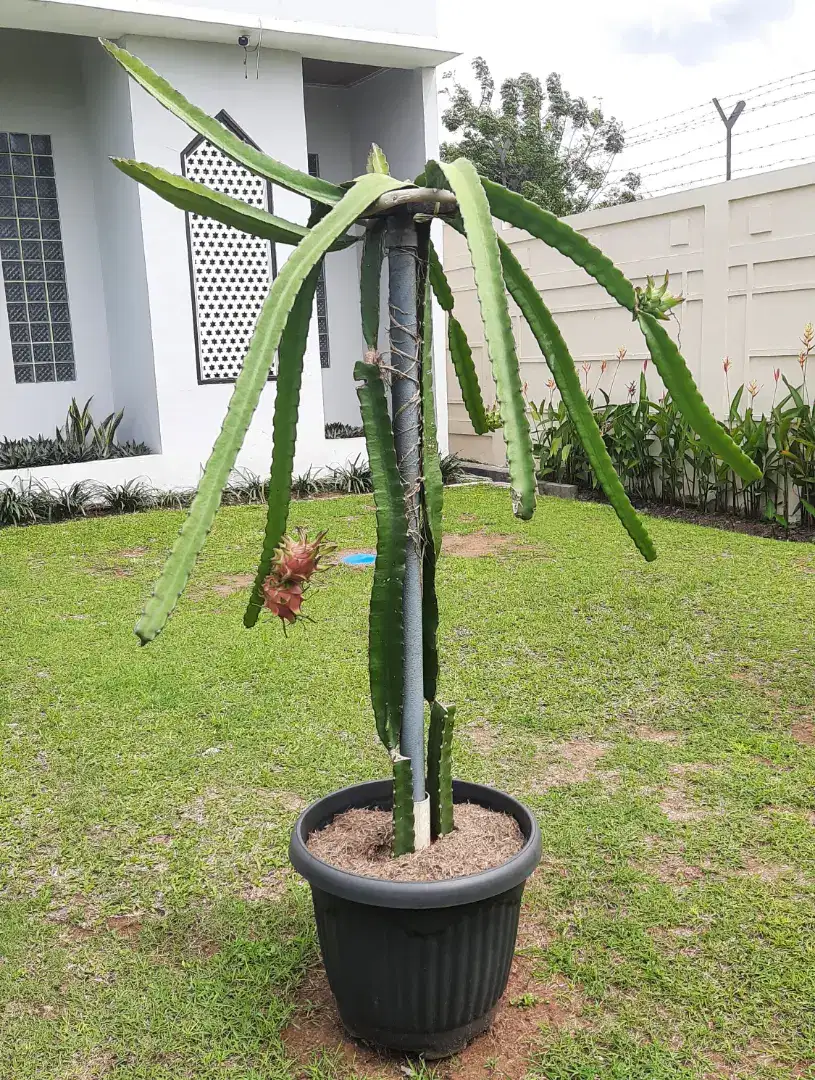 Bibit buah naga merah