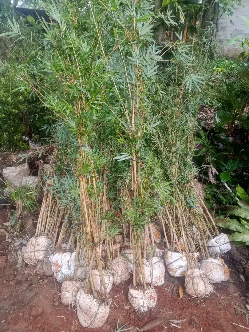 Tanaman hias pohon bambu kerisik kuning