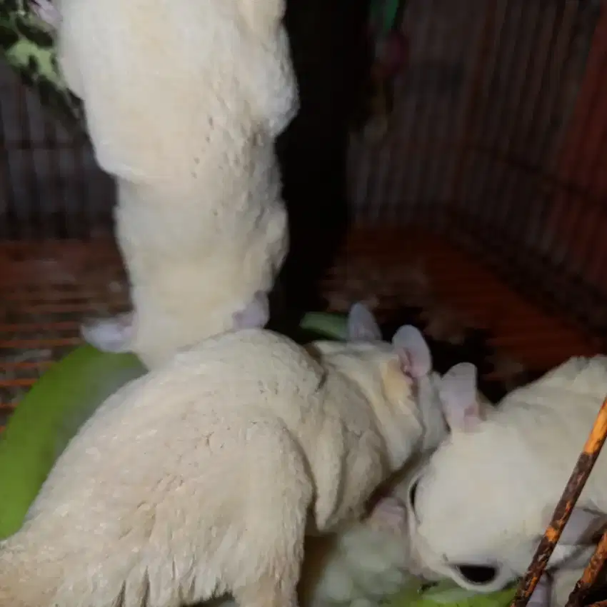 Sugar Glider Leucistic