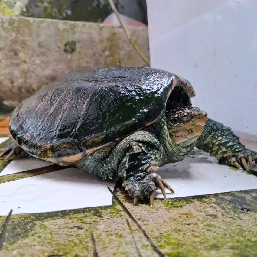 Kura kura CST  common snapping turtle dewasa ukuran 30cm an