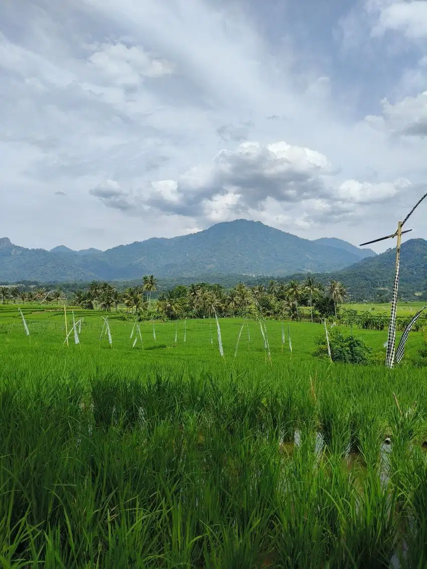 Jual sawah murah fasilitas mewah dekat Jakarta Bekasi Depok