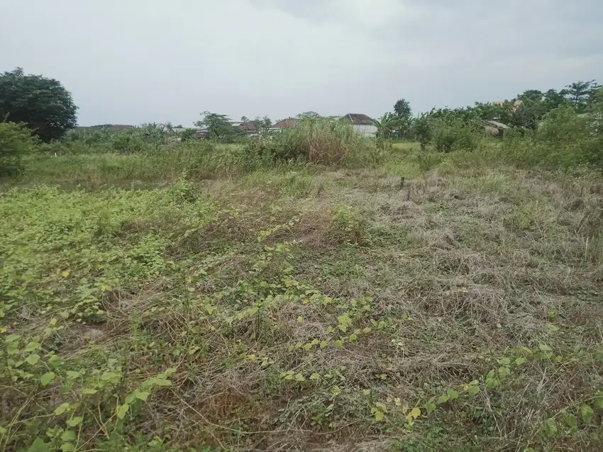 Dijual Sawah Raya Lakarsatri Sby