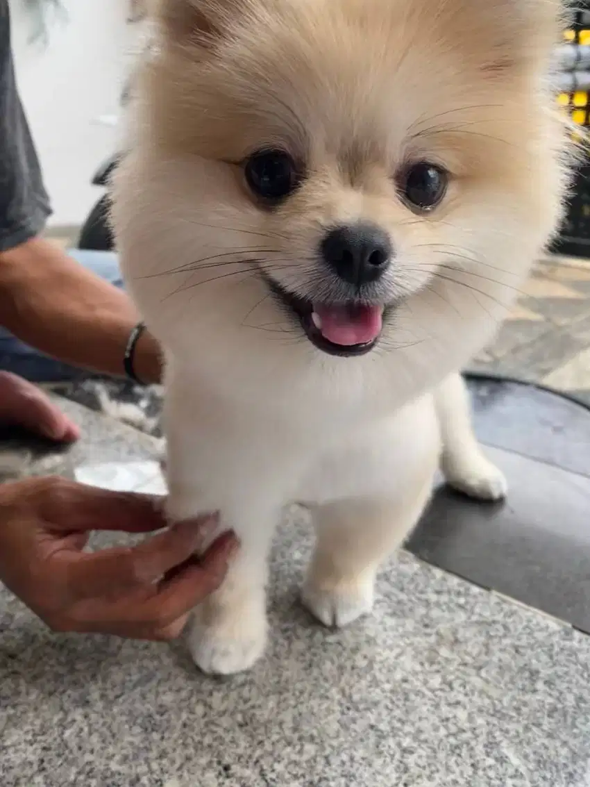 Pomeranian Jantan 1.5 tahun Orange Sable Ped