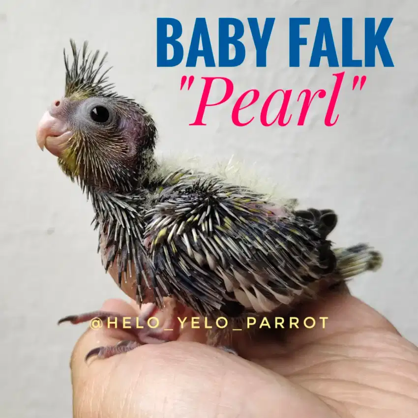 Baby Falk / Parkit Australia / Cockatiel Pearl