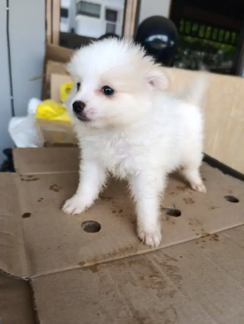 Jual anjing minipom