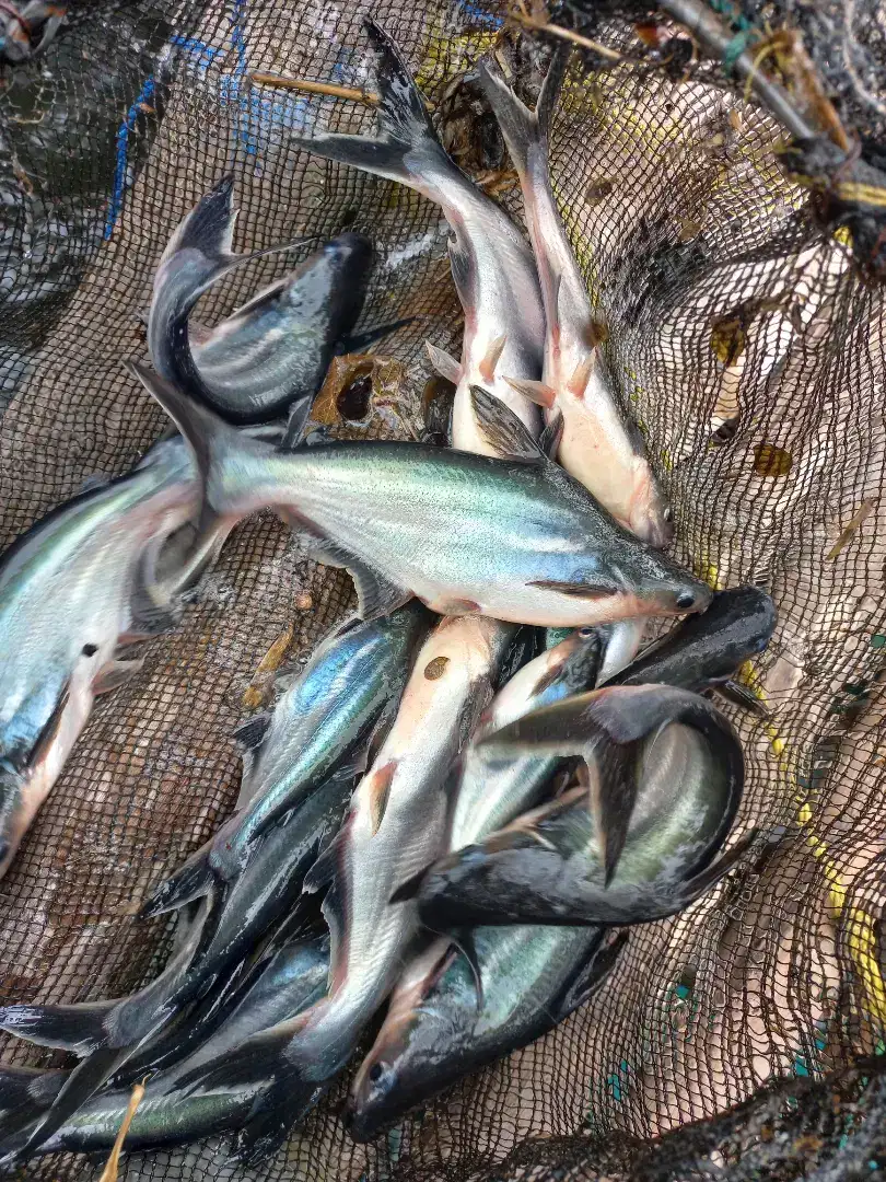 Ikan patin ukuran 1kilan