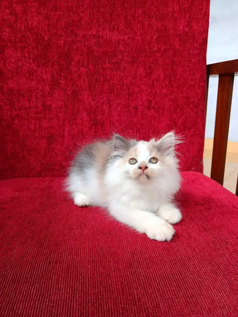 Kitten Persia 3 Bulan