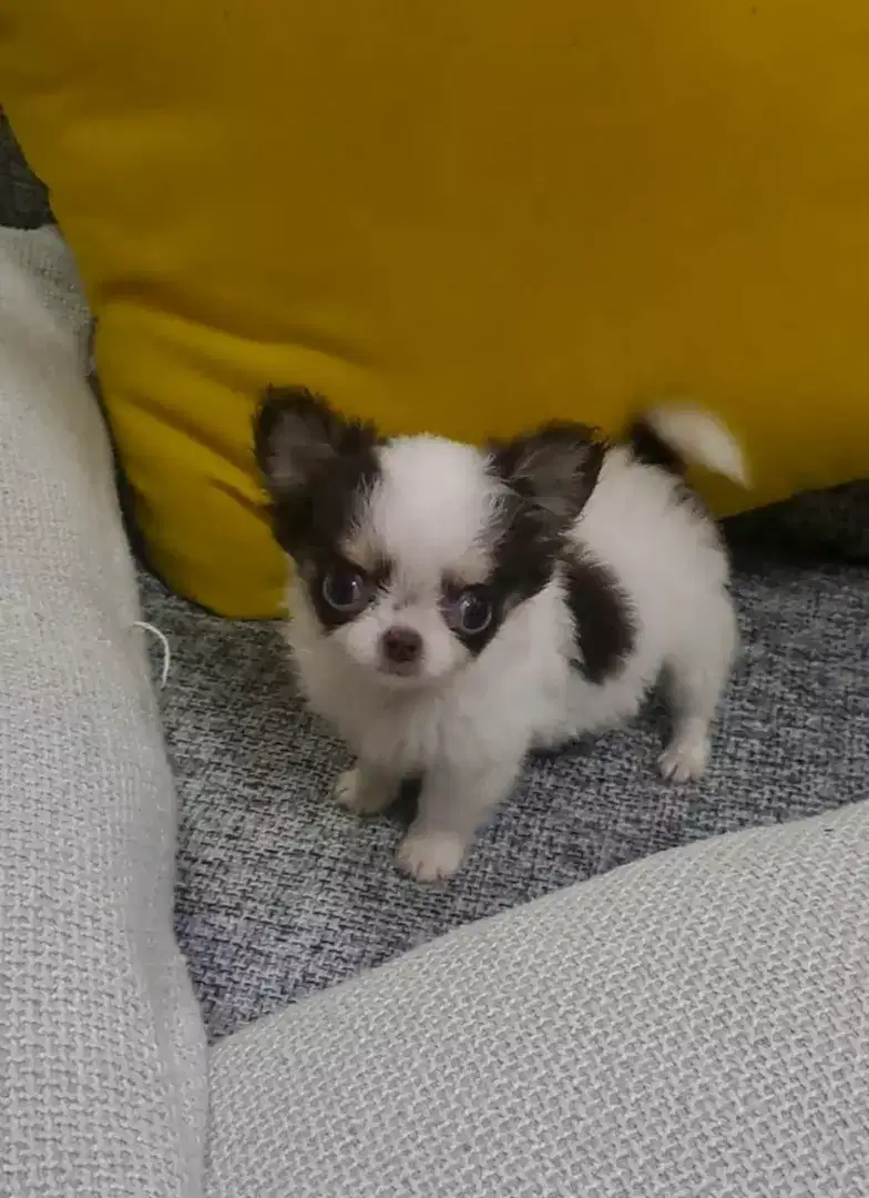 Chihuahua puppy