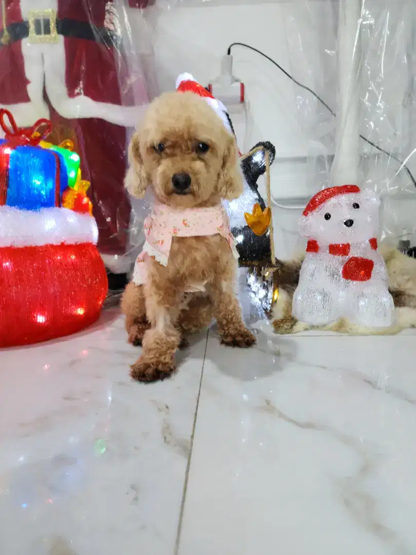 Tiny Poodle Betina Dewasa