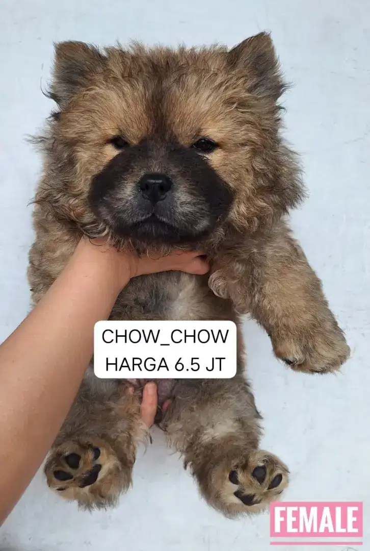 Jual anjing chow chow puppy