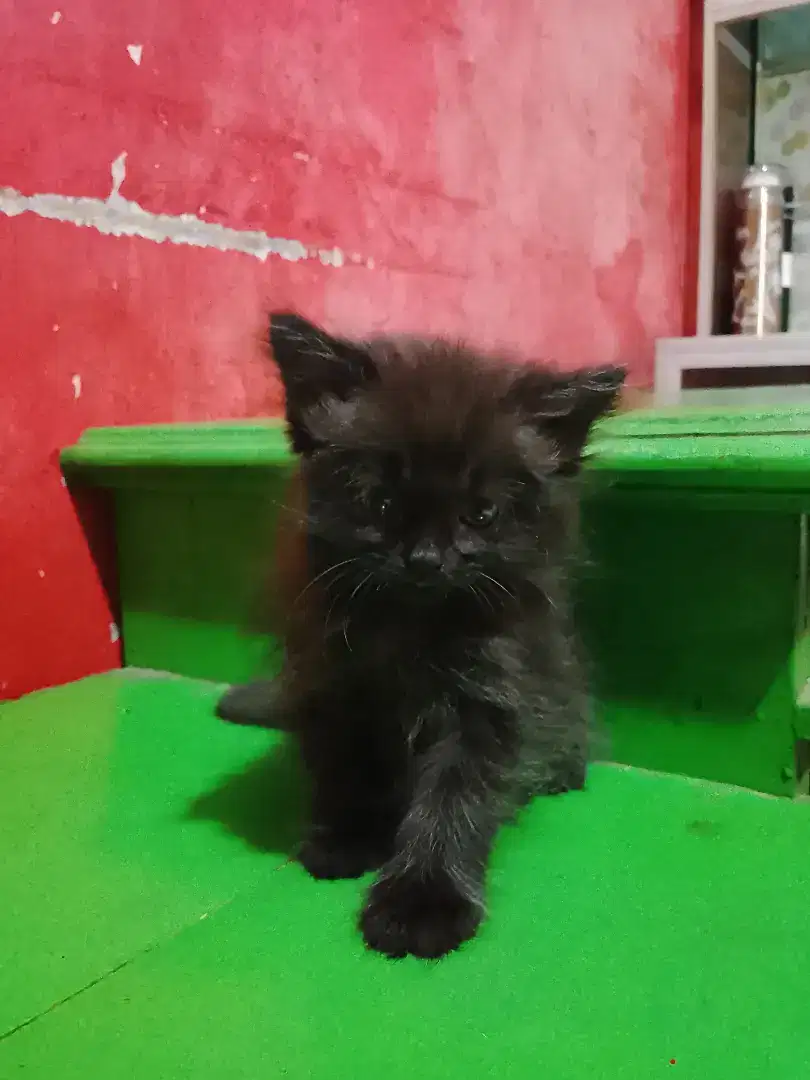 Anakan Kucing Ras LH