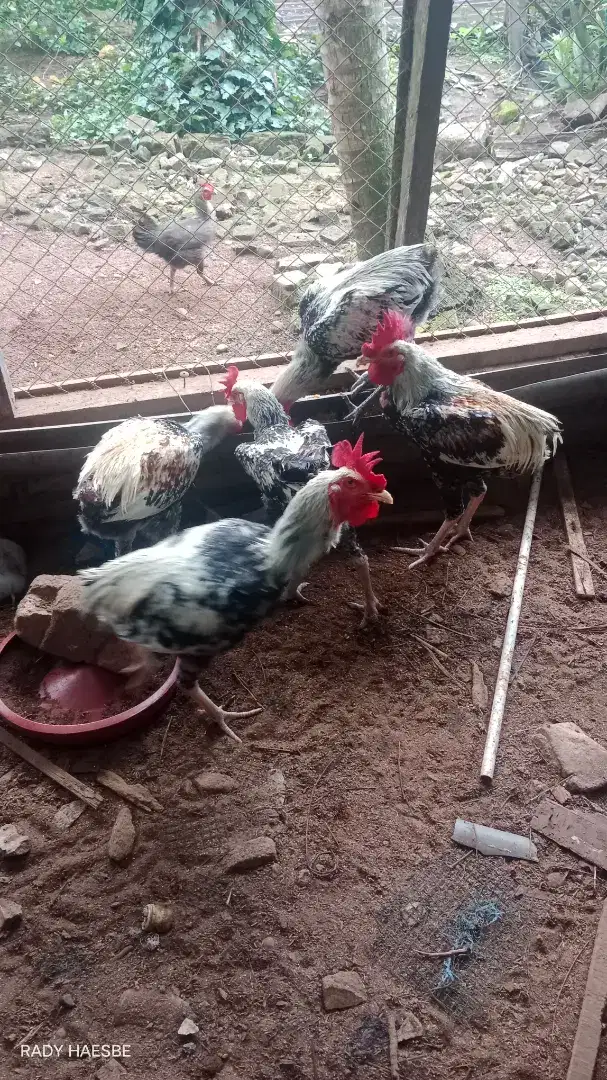 Ayam pelung jantan