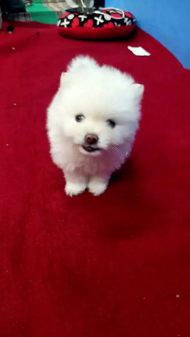 PUPPY SUPER MINIPOM JANTAN STAMBOM