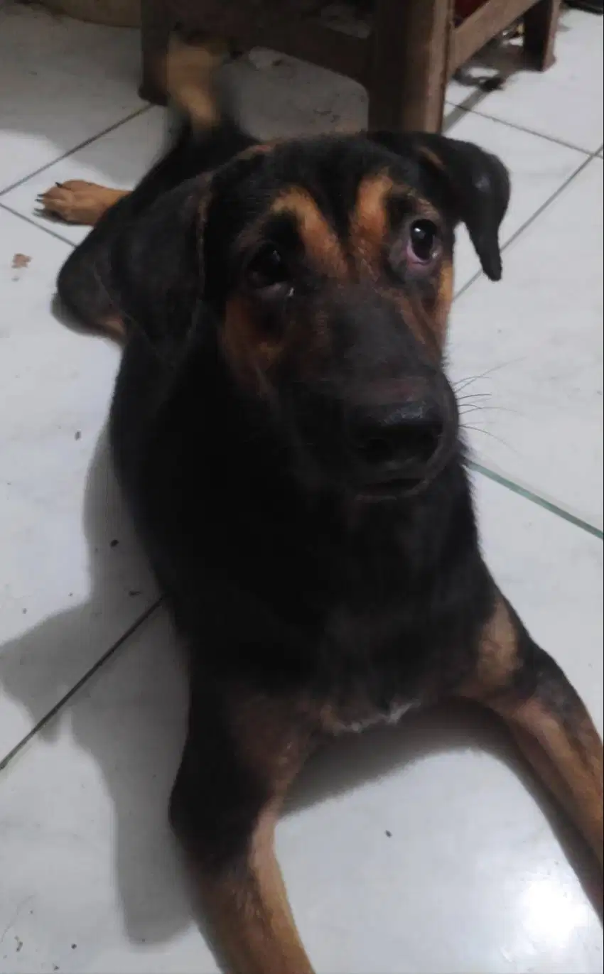 Anjing Jantan Golden Retriever + Doberman