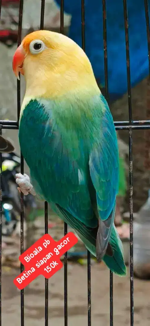 Lovebird Biola Parblue